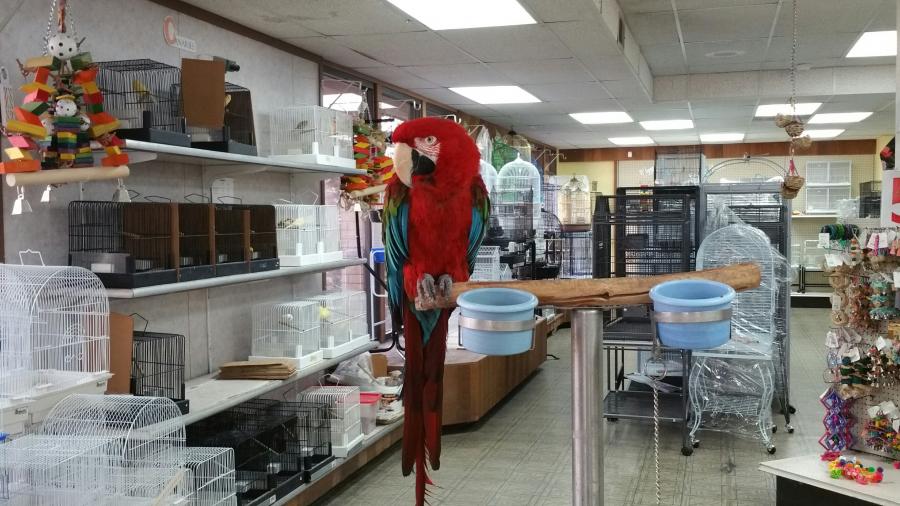 Burung Cantik, Hati Ceria: Sankara Bird Shop Menyapa Cilacap